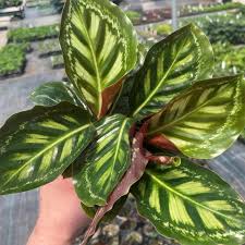 Image result for calathea