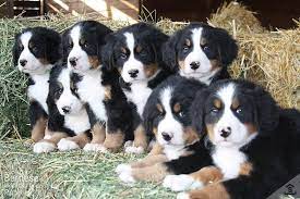 Maybe you would like to learn more about one of these? Puppies For Sale Purebred Berners From The Mountains Sweetwater Farms Bernese Mountain Dogs