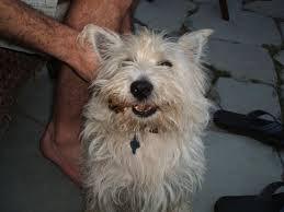 What To Do If Your Dog Ate Chicken Bones Or Turkey Bones Dog Ate Chicken Bones Dog Eating Dogs