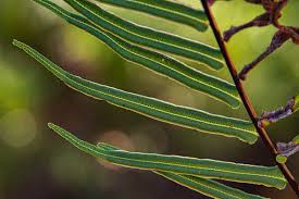 Image result for Pteris vittata