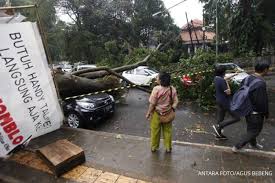Pengemudi (driver) bus angkutan sekolah/bus wisata. Kendaraan Tertimpa Pohon Dki Beri Ganti Rugi