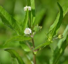 Image result for Eclipta prostrata