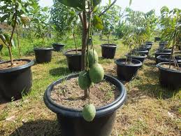 Bibit mangga chokanan termasuk tanaman buah genjah dan mudah berbuah meskipun tanpa perawatan yang intensif. Mangga Chokanan Mampu Berbuah Sepanjang Tahun Tanpa Kenal Musim