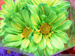 Multiple sizes and related images are all free on clker.com. Lime Green Light Green Flowers 1024x768 Wallpaper Teahub Io