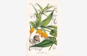 Image result for Littonia modesta