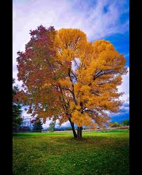Image result for Fraxinus americana