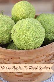 4.94 out of 5 based on 52 customer ratings. Do Hedge Apples Repel Spiders The Home And Travel Cafe