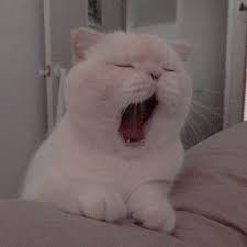 Bed Time Uwu Cats Catsofinstagram Cursedcats Sadcat Gato Funnycats Lolcats Catmemes Memes Kitty Cats Of Inst Cute Cat Memes Cute Cats Cat Icon