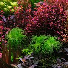 Image result for Eriocaulon setaceum