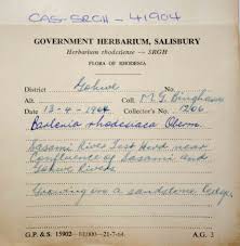 Image result for Barleria rhodesiaca