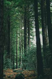 Wildflowercapture The Woods Of My Childhood Landscape Nature Photography Conifer Trees