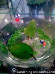 Miracle Leaf Kalanchoe Pinnata Gardening On Cloud 9