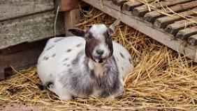 Do goats need bedding?