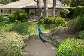 How to keep peacocks out of your garden. Stop Feeding The Peacocks Officials Prepare To Crack Down On A A County Overrun By Peacocks The Washington Post