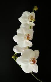 I Just Inherited A Beautiful Orchid Feeling A Little Intimidated Please God Don T Let Me Kill It Orchid Flower Pretty Flowers Amazing Flowers