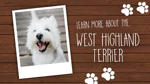 West Highland Terrier Puppies Pets N Pals Staunton Va