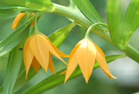 Image result for Littonia modesta