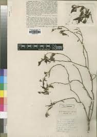 Image result for Acalypha welwitschiana