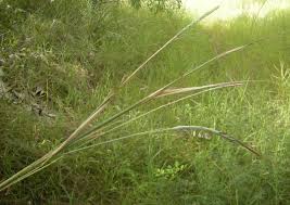 Image result for Heteropogon