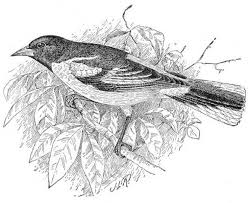 Baltimore Oriole Coloring Page Bird Coloring Pages Black And White Birds Coloring Pages