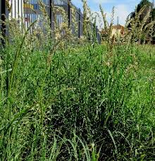 Image result for Enneapogon scoparius