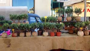 Olive Trees For Sale At The Market In Isle Sur La Sorgue France Olive Trees For Sale Plants Planter Pots