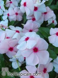 Image result for Catharanthus roseus