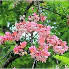 Image result for Cassia javanica