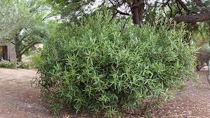 67 Arizona Shrubs Ideas Shrubs Plants Xeriscape