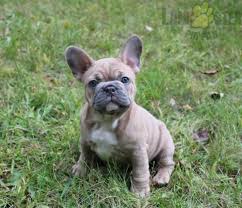 Maybe you would like to learn more about one of these? French Bulldog Puppies Michigan Rescue Pets Lovers