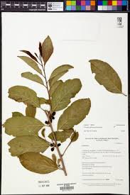 Image result for Casearia battiscombei