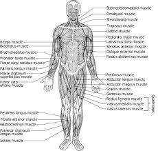 The muscles labelled in the anterior muscles diagram shown above are listed in bold in the following table Https Www Soinc Org Sites Default Files Uploaded Files 16 A 26p Muscular 20handout Pdf