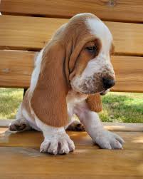 Check spelling or type a new query. Basset Hound Pups Available For New Homies Posts Facebook