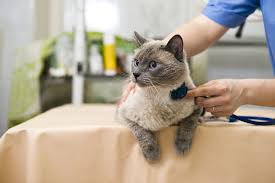 Cats can suffer from severe fear and stress when being transported to the veterinarian or while being examined once there. Gabapentin For Cats Usage Safety And More We Re All About Cats