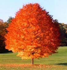 October glory mapleacer rubrum 'october glory'. October Glory Maple Tree Best And Brightest Maple For Warm Climates Online Orchards
