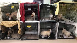 Home | adopt | donate | support | volunteer | what's new | events | lost/found pets | directions | contact More Than 200 Dogs Rescued From Hunterdon County Hoarding Home Abc7ny Com