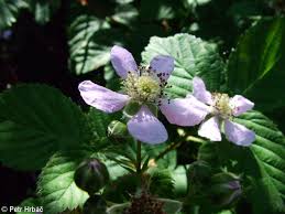 Image result for Rubus pinnatus