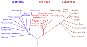 Phylogenetic Tree Wikipedia