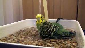 sevimli muhabbet kusu banyo kus banyo muhabbet kuslari banyo