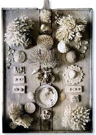 Curiosities Botanicals Butterflies More Sea Shells She Sells Seashells Beach Decor