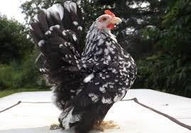 The other good thing about keeping bantam chickens is that although they eat the same food as standard chickens they eat half as much, so bantams are a very. Serama Bantams As Pets Serama Bantams