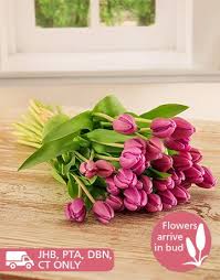 Winter flowers that bloom all year south africa. Winter Flowers In South Africa Rambling Rose