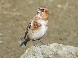 Black Birds In Pakistan Crimson Winged Finch Rhodopechys Sanguineus By Imran Shah In Pakistan Beautiful Birds Birds Bird