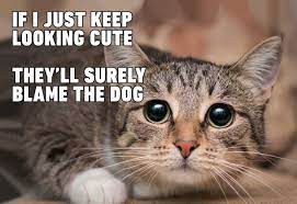 Pin On Funny Cat Memes