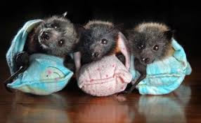 The diet of any animal is extremely important to their well being and this is no different for bats. Bats For Sale