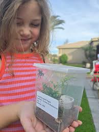 Persilla regius jumping spider enclosure ideas