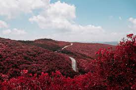 Color Combination Long Trip Home Canva S Design Wiki Forest Road Romantic Holiday Long Trips