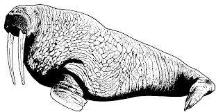 And you can freely use images for your personal blog! Free Walrus Coloring Pages Clip Art Wikiclipart