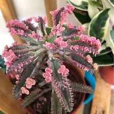 We did not find results for: Kalanchoe Pink Butterflies Succulent Pink Mother Of Thousands Furniture Home Living Gardening Plants Seeds On Carousell