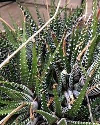 While cacti plants are among the most forgiving plants, overwatering is an exception to the rule. Why Do Succulent Leaves Turn Brown Yellow Or Black Succulent Plant Care